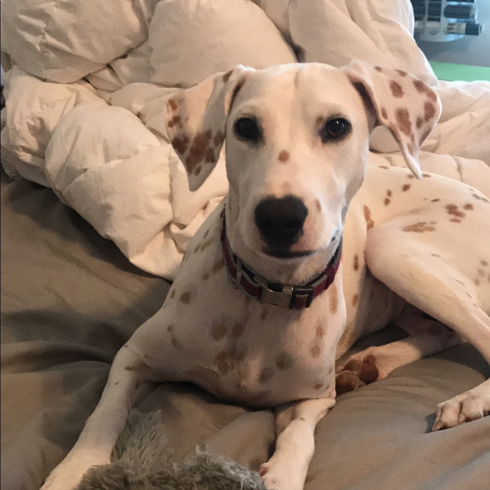 Meet your Posher, Peyton